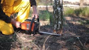 Best Tree Maintenance Programs  in Mill Hall, PA