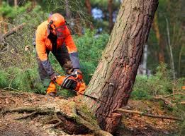 Best Emergency Tree Removal  in Mill Hall, PA