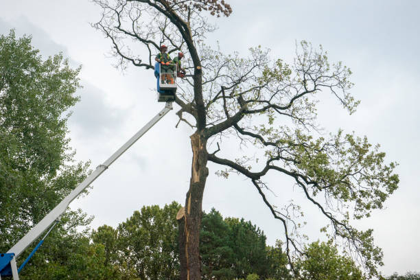 Best Tree Trimming and Pruning  in Mill Hall, PA