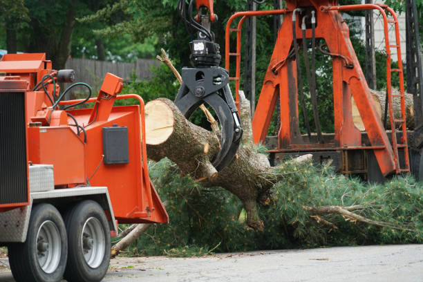 Mill Hall, PA Tree Care Services Company