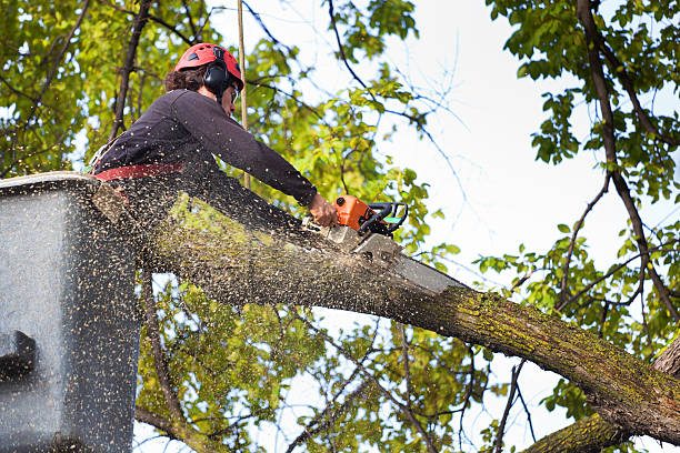  Mill Hall, PA Tree Care Services Pros